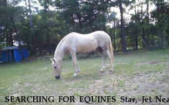 SEARCHING FOR EQUINES Star, Jet Near Bonifay, FL, 32425